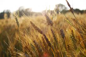 Фото 2. Оптом купуємо пшеницю продовольчу та фуражну.Новий врожай