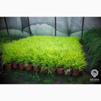 Туя Смарагдова, самшит, декоративні трави з Польщі від виробника