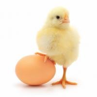 Добові курчата мясояєчного та яєчного напрямку