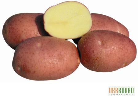 Фото 3. Картофель пищевой, семенной. Красный, желтый, белый сорт от поставщика/от 4-5 грн/кг