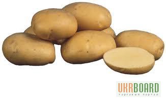 Фото 4. Картофель пищевой, семенной. Красный, желтый, белый сорт от поставщика/от 4-5 грн/кг