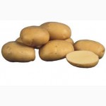 Картофель пищевой, семенной. Красный, желтый, белый сорт от поставщика/от 4-5 грн/кг