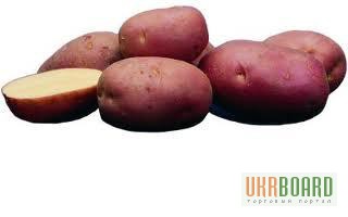 Фото 5. Картофель пищевой, семенной. Красный, желтый, белый сорт от поставщика/от 4-5 грн/кг