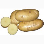 Картофель пищевой, семенной. Красный, желтый, белый сорт от поставщика/от 4-5 грн/кг