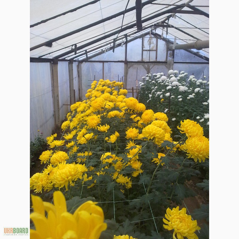 Фото 2/4. Продажа рассады хризантем:желтые и белые