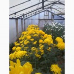 Продажа рассады хризантем:желтые и белые