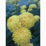 Продажа рассады хризантем:желтые и белые