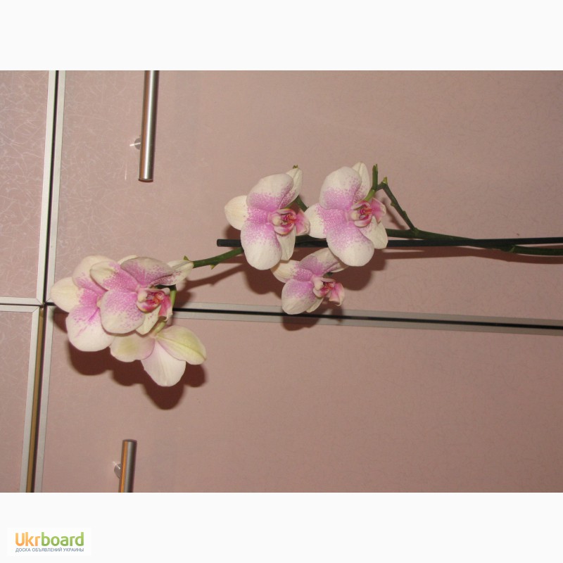 Фото 10. Продам орхидеи из личной коллекции