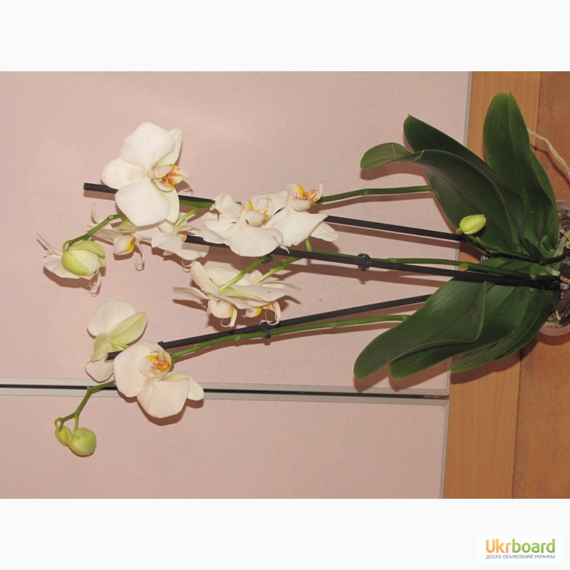 Фото 11. Продам орхидеи из личной коллекции