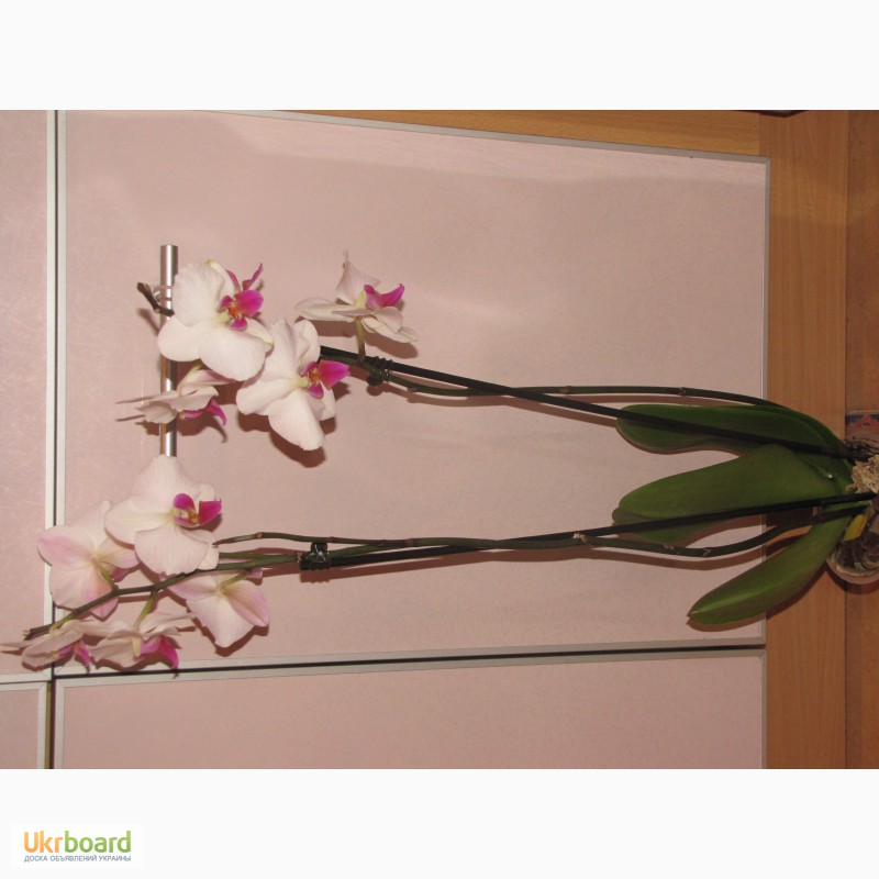 Фото 12. Продам орхидеи из личной коллекции