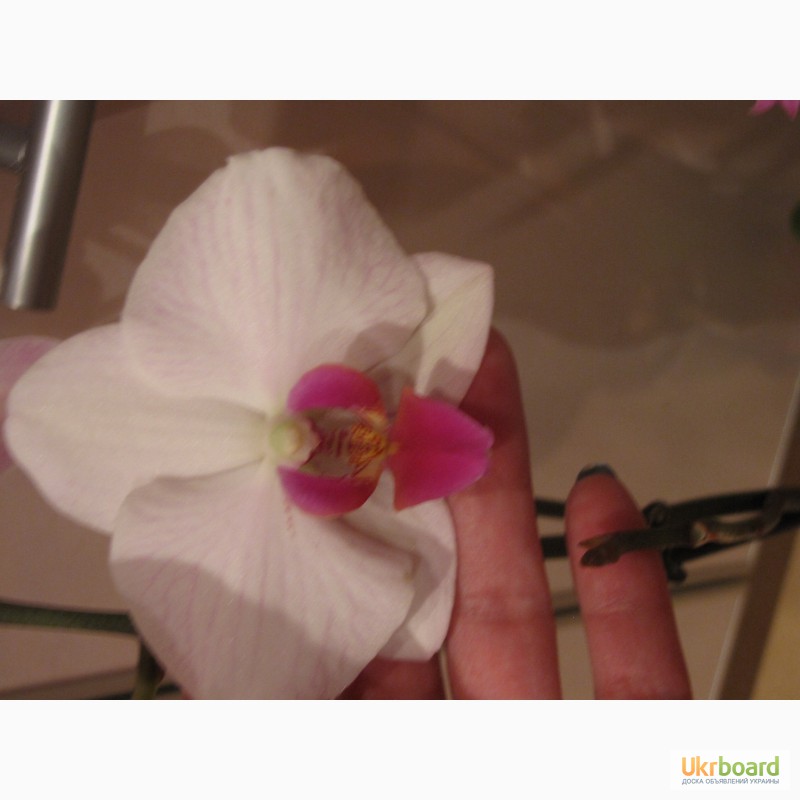 Фото 13. Продам орхидеи из личной коллекции