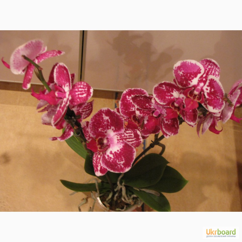 Фото 14. Продам орхидеи из личной коллекции