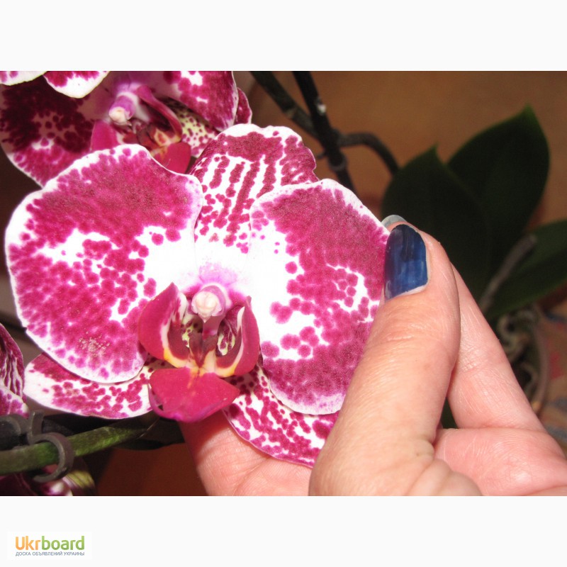 Фото 15. Продам орхидеи из личной коллекции