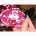 Продам орхидеи из личной коллекции