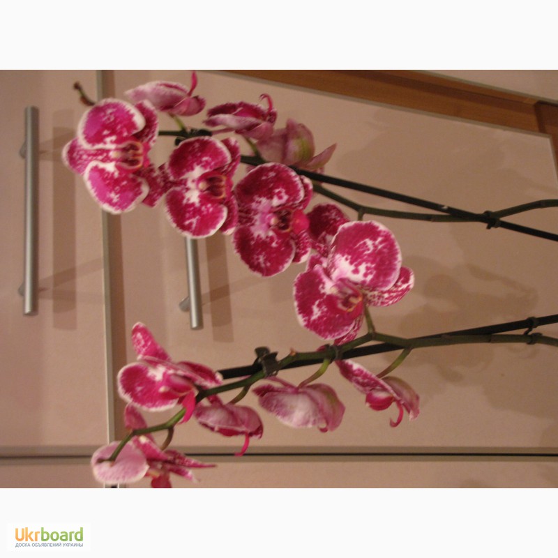 Фото 16. Продам орхидеи из личной коллекции