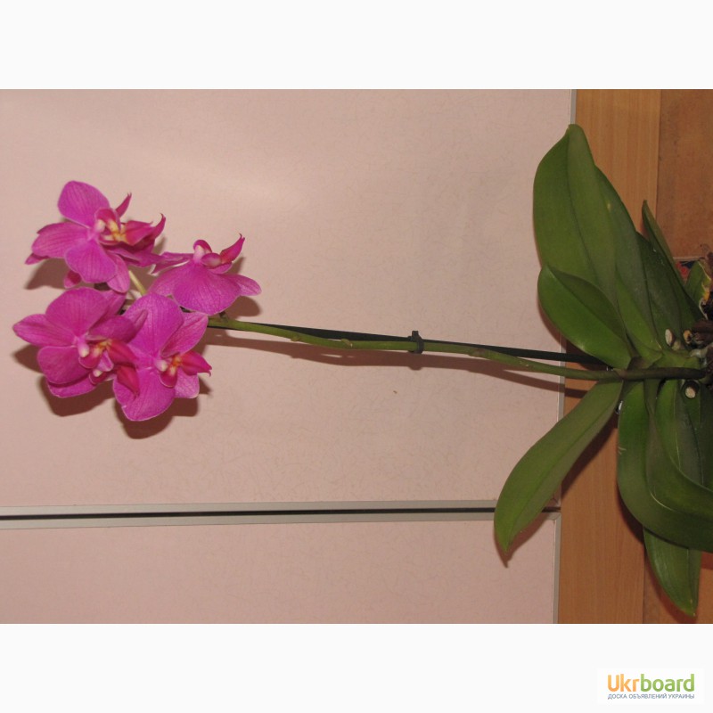 Фото 17. Продам орхидеи из личной коллекции