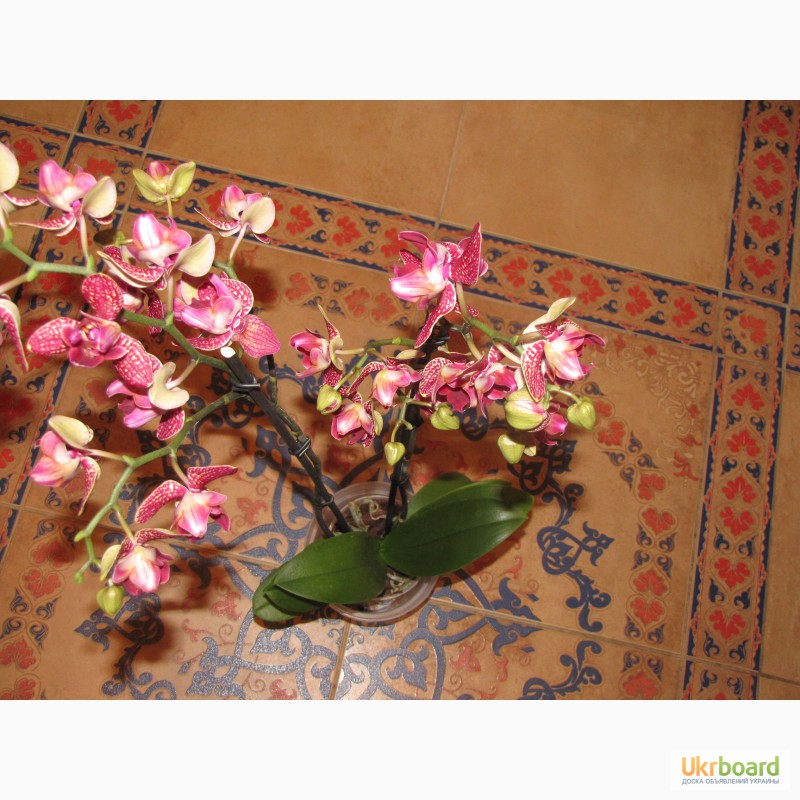 Фото 18. Продам орхидеи из личной коллекции