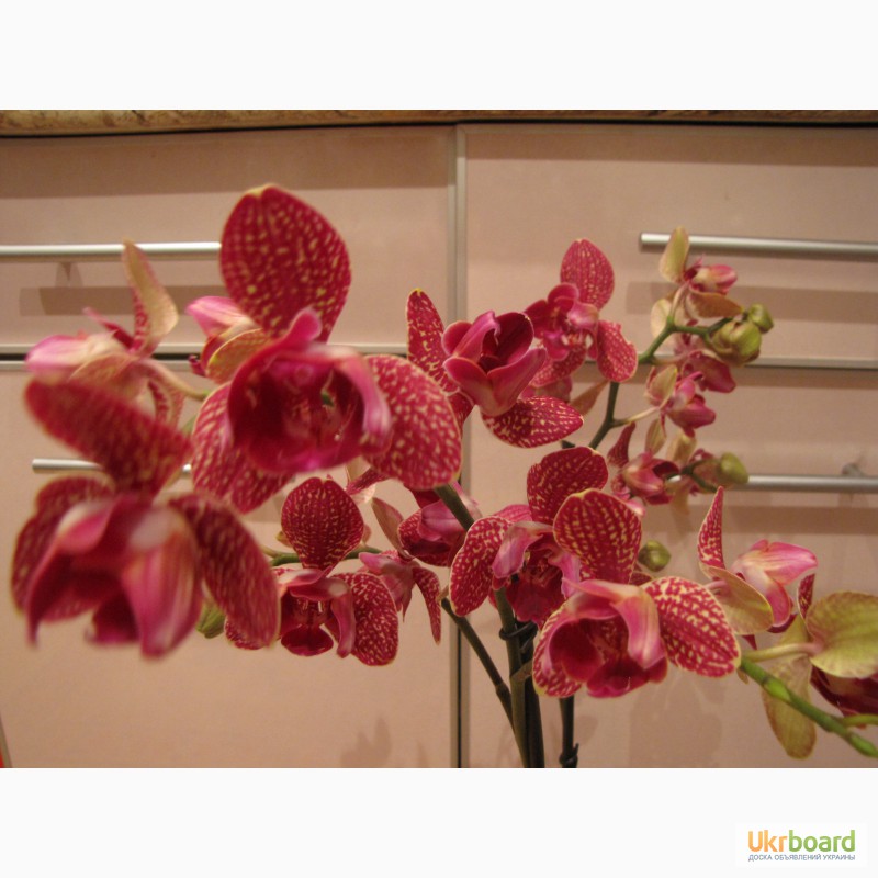 Фото 19. Продам орхидеи из личной коллекции