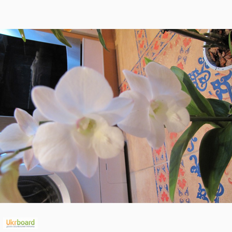 Фото 2. Продам орхидеи из личной коллекции