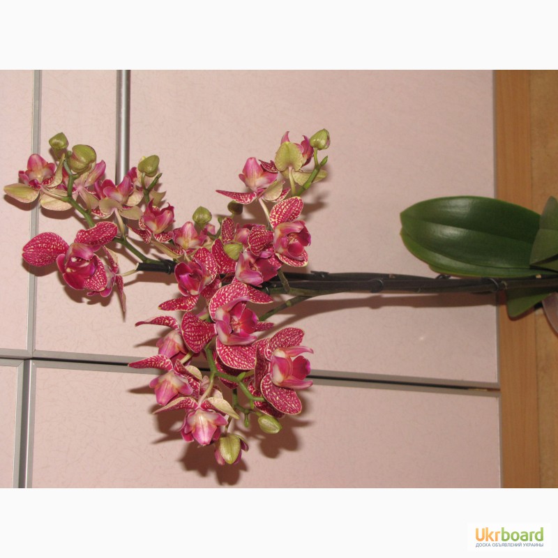 Фото 20. Продам орхидеи из личной коллекции