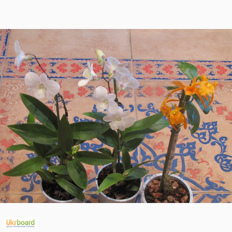 Фото 3/20. Продам орхидеи из личной коллекции