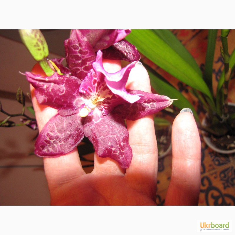 Фото 5. Продам орхидеи из личной коллекции