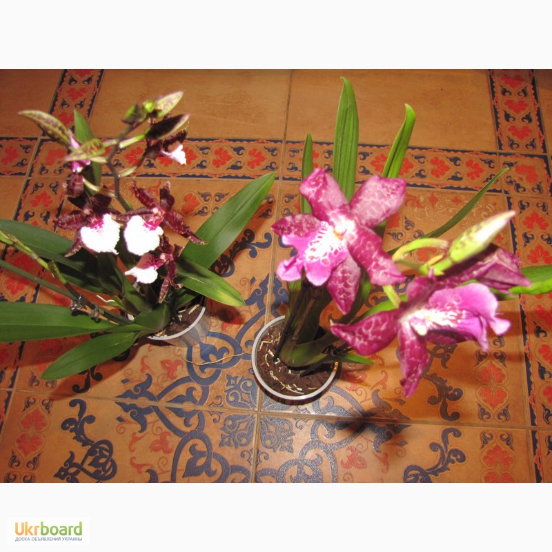 Фото 6. Продам орхидеи из личной коллекции