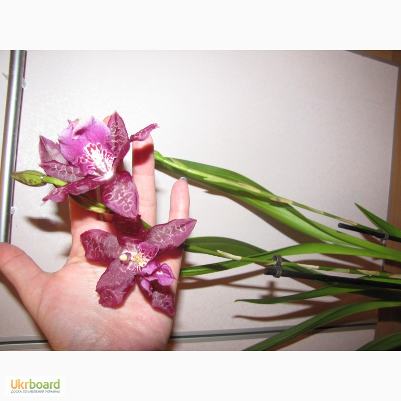 Фото 7. Продам орхидеи из личной коллекции