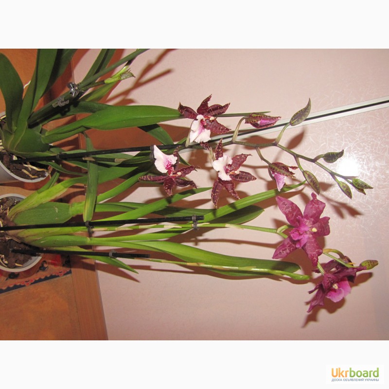 Фото 8. Продам орхидеи из личной коллекции