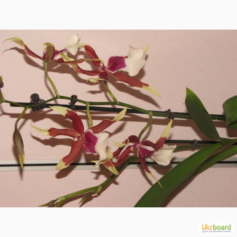 Фото 9. Продам орхидеи из личной коллекции