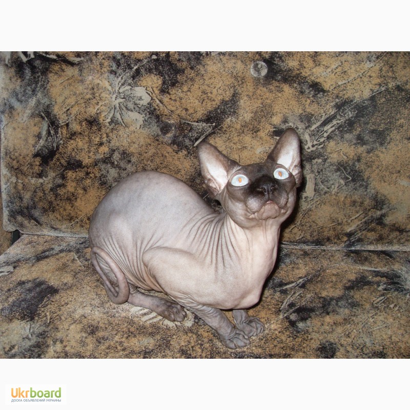 Фото 7. Канадский сфинкс. Голубоглазые котята