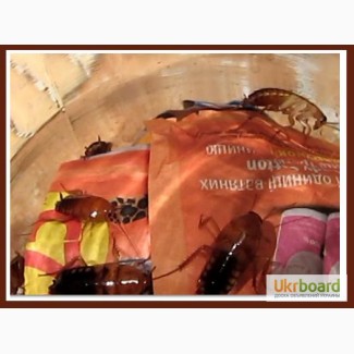 Продам туркменских тараканов (кормовые насекомые)