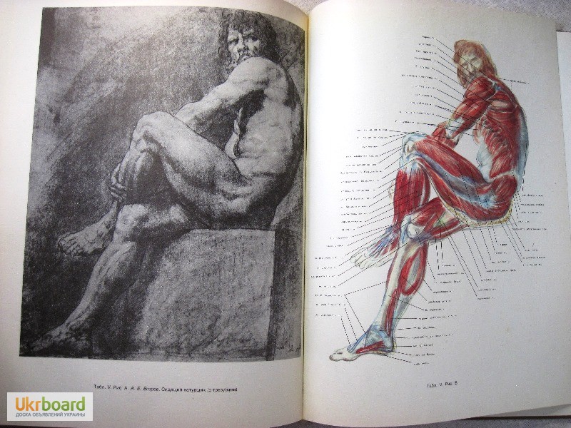 Фото 11. Рабинович Пластическая анатомия и изображение человека на ее основах 1985 объёмное построе