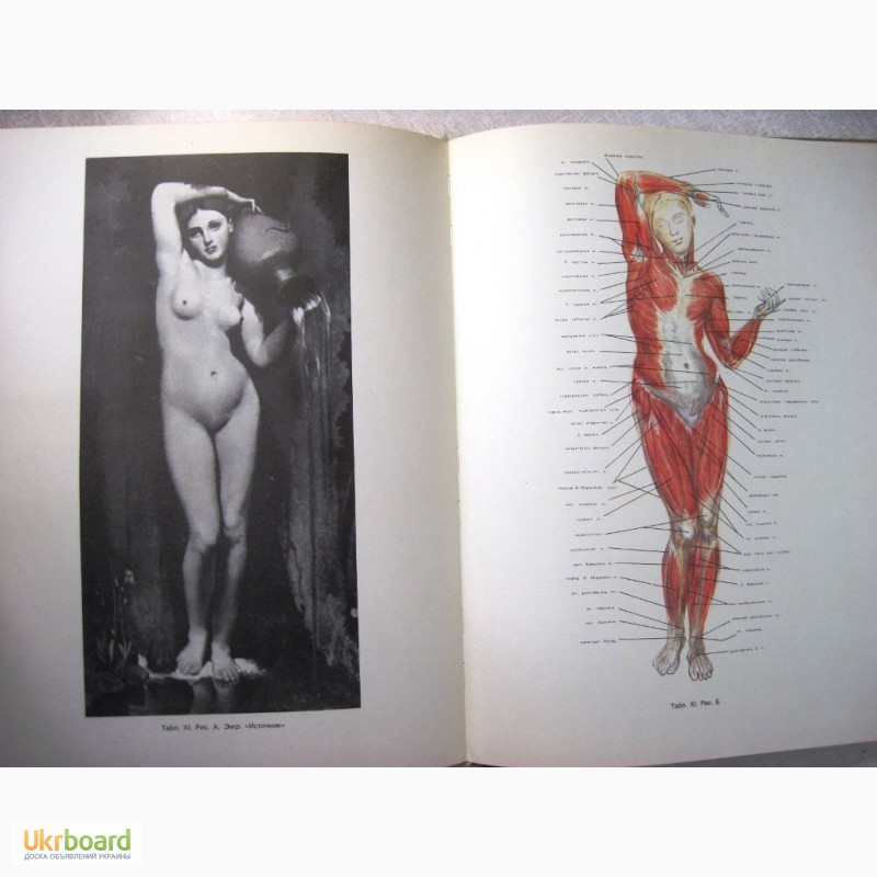 Фото 4. Рабинович Пластическая анатомия и изображение человека на ее основах 1985 объёмное построе