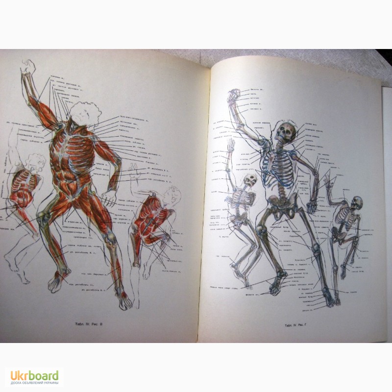 Фото 7. Рабинович Пластическая анатомия и изображение человека на ее основах 1985 объёмное построе