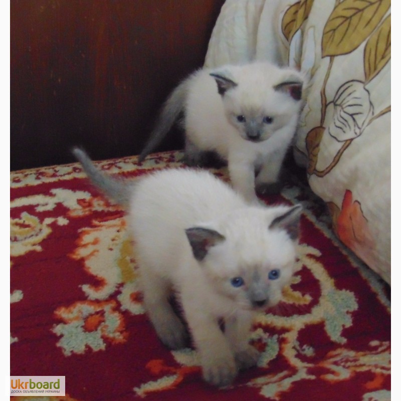 Фото 2. Продам очаровательных тайских котят