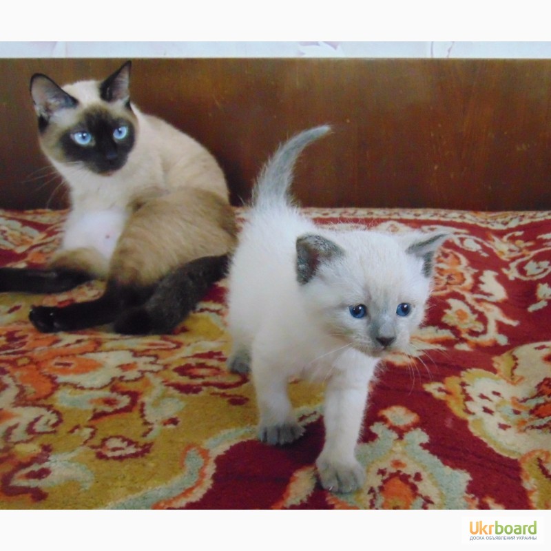 Фото 4. Продам очаровательных тайских котят