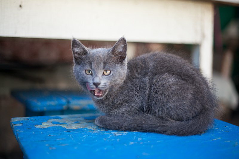 Фото 2/4. Роскошный голубой котенок-кот