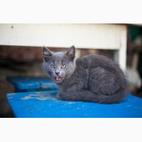 Роскошный голубой котенок-кот