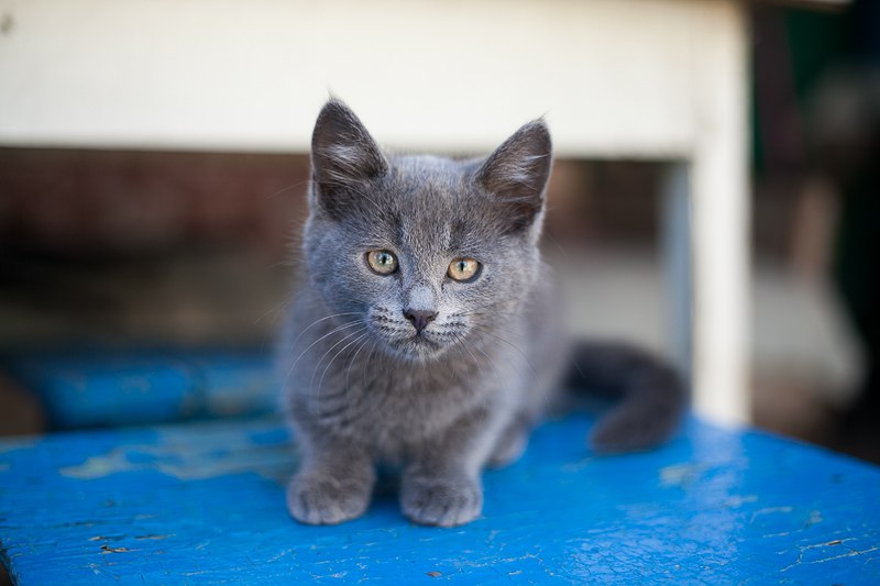Фото 3/4. Роскошный голубой котенок-кот