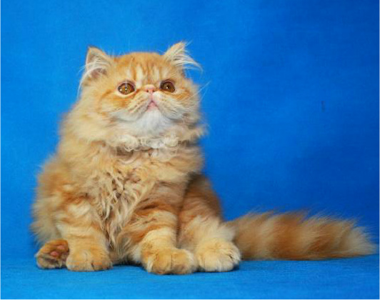 Яркий чистокровный персидский котенок от титулованных родителей
