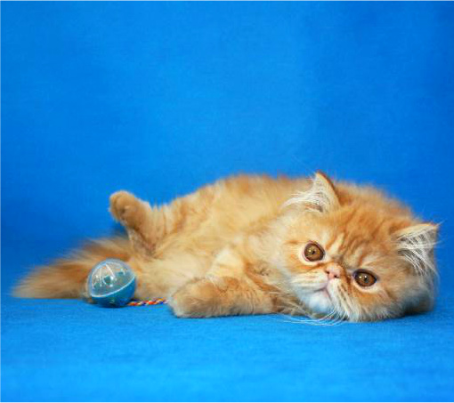 Фото 2. Яркий чистокровный персидский котенок от титулованных родителей