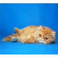 Яркий чистокровный персидский котенок от титулованных родителей