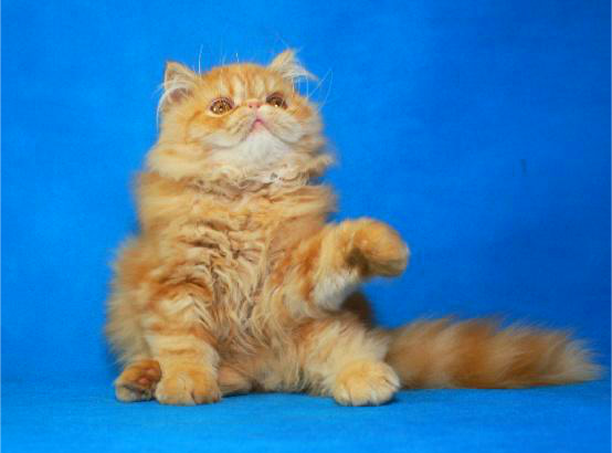 Фото 3. Яркий чистокровный персидский котенок от титулованных родителей