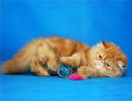 Фото 4. Яркий чистокровный персидский котенок от титулованных родителей