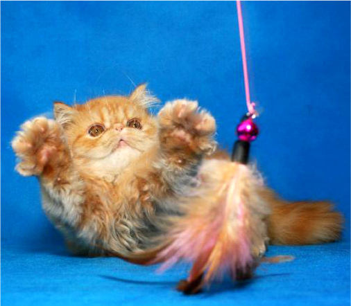 Фото 5. Яркий чистокровный персидский котенок от титулованных родителей