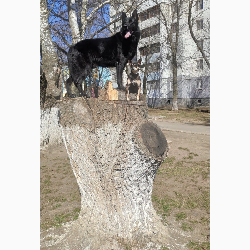 Фото 2. Дрессировка собак в Одессе