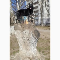 Дрессировка собак в Одессе
