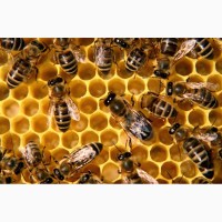 Продам пчелиную семью - украинская степная