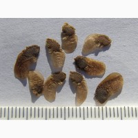 Діоскорея ніппонська, диоскорея ниппонская (Dioscorea nipponica)